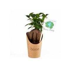 Pot en carton avec Ficus ginseng ou Olivier 